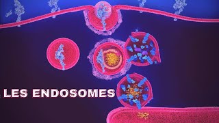 endosomes شرح بالدارجة🔥 [upl. by Zobkiw]