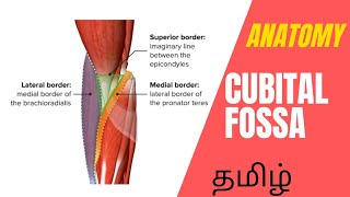 Cubital Fossa 3D Anatomy lecture in tamil  3D animation anatomy lecture [upl. by Ajroj]