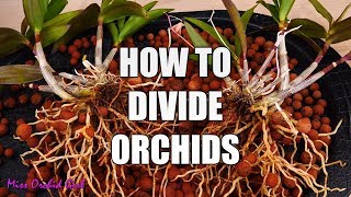 How to propagate Orchids through divisions  Simple guide for beginners [upl. by Greenebaum]