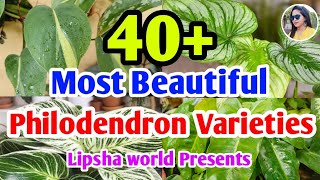 40 Most Beautiful amp Exotic Philodendron Varieties  Philodendron VarietiesIdentification [upl. by Spragens107]