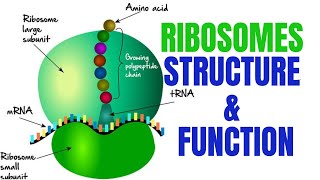 Ribosomes  Ribosomes function and structure [upl. by Bryce718]