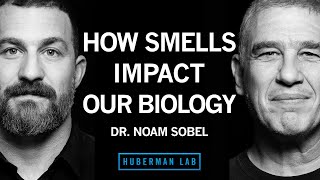 Dr Noam Sobel How Smells Influence Our Hormones Health amp Behavior  Huberman Lab Podcast [upl. by Notnil]