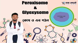 Peroxisome and Glyoxysome । কোষ ও এর গঠন । জীববিজ্ঞান ১ম পত্র । HSC [upl. by Lerat]