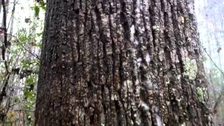 Tree Stemflow Foam [upl. by Girvin614]