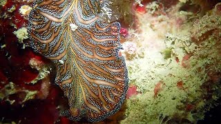 Swimming With Rare Sea Creatures Persian Carpet Flatworm  WooGlobe [upl. by Rollo796]