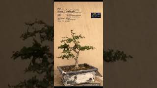 SN94 bonsai pruning wiring Carmona RetusaFukien TeaBoxwood shorts [upl. by Johnath]