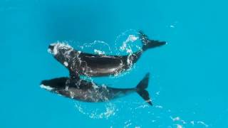 Whales Swim in Pairs Along Esperance Coastline [upl. by Riedel]