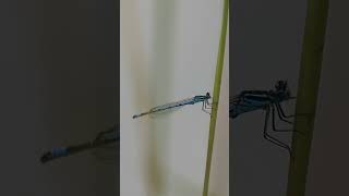 Damselfly by our pond nature ireland insects wildlife [upl. by Lebaron972]