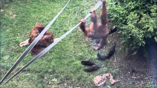 Orangutan vs Otters [upl. by Winthrop518]