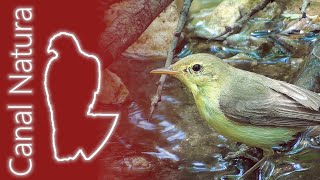 Zarcero políglota Hippolais polyglotta Melodious Warbler [upl. by Friedlander]