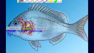 Countercurrent Gas Exchange in Fish Gills [upl. by Aloiv121]