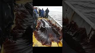 Giant Sea Monsters Caught by Fishermen 🐙🎣GiantSeaCreatures FishingDiscoveries OceanMysteries [upl. by Odysseus]