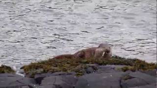 Mull Magic Otter WalkMOV [upl. by Pippo]