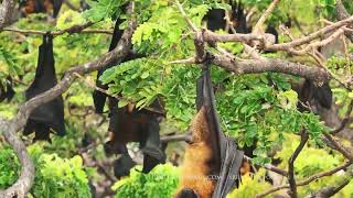 Indian flying fox roosting on trees [upl. by Misti35]