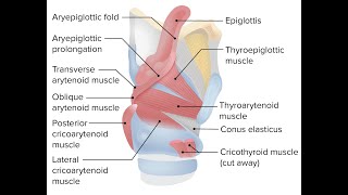 Mnemonics to remember the intrinsic muscles of larynx [upl. by Zantos684]