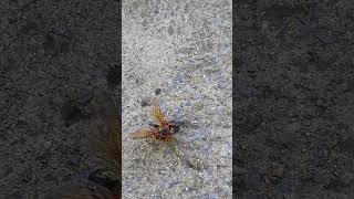 Cicada Killer Wasp vs Cicada [upl. by Eioj]