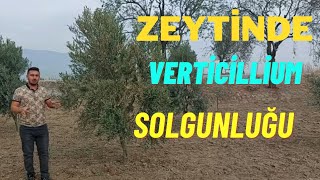 Zeytinde Dal Kuruması Dal Solması Verticillium Solgunluğu Zeytin Kanseri Teşhisi ve Mücadelesi [upl. by Winona769]