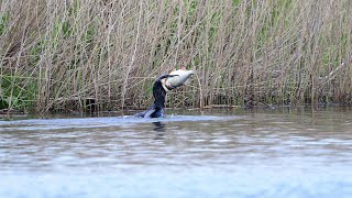 Cormorant eating a very big fish [upl. by Mohamed]