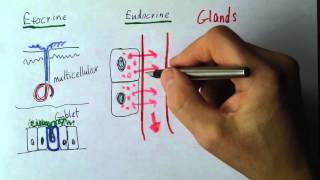 Exocrine System  Exocrine Glands  Function amp Location [upl. by Cumings]