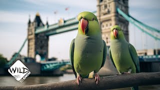 How These Exotic Parrots Ended Up in London  Wild To Know [upl. by Gil]