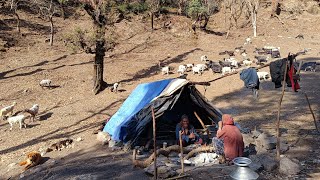 Most Peaceful Yet Very Hardworking Himalayan Nepali Sheepherders Life Shepherd Food Cooking [upl. by Manus]