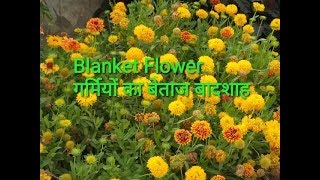 नवरंग के फूल about Blanket flower [upl. by Gadmon343]