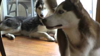 Mishka the Talking Husky says quotIm Tiredquot  SUBTITLED [upl. by Noryv]