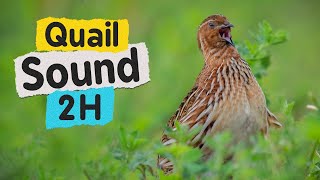 Quail Sound 2 Hours High Resolution [upl. by Viridissa]