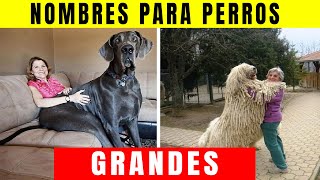 👉 Nombres para Perros Grandes machos Que NO Conocias 🐕 [upl. by Akiemehs19]