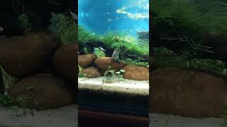 update corydoras breeding The T pose [upl. by Meraree46]