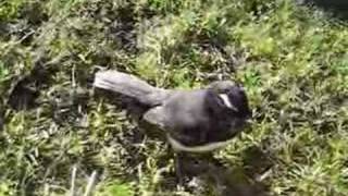 Willy Wagtail singing amp helping with the gardening [upl. by Suneya]