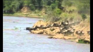 Wildebeest Migration [upl. by Aniar]