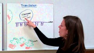 RNA Protein Synthesis [upl. by Josh]