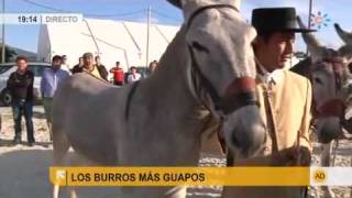 Los burros más guapos [upl. by Bohrer]