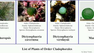 List of Plants of Order Cladophorales chaetomorpha algae amphibia aerea cavernosa pellucida linum [upl. by Muhcon]