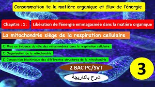 la mitochondrie siège de la respiration cellulaire 2bac pcSVT شرح بالداريجة partie 3 [upl. by Enelyar]