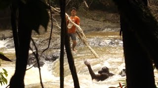 Amazing Moment Orangutan Is Rescued From River [upl. by Eittam]