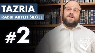 Shnayim Yomi  Tazria  Sheni  2 5784 [upl. by Ofella]