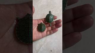 World smallest baby turtle🐢 tank setup Redear slider turtle 🐢 ytshorts short shortfeed [upl. by Anawek]