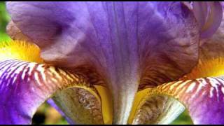 Macro and Close up Photography of Flowers [upl. by Carrick277]