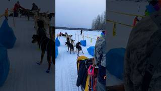 Iditarod  Alaska 2024 shorts [upl. by Bent784]