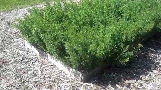 Growing Alfalfa for the Backyard Grower [upl. by Gowrie619]