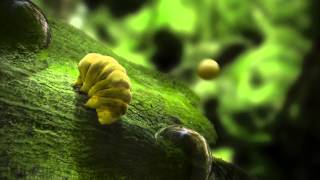 Tardigrade Facts [upl. by Sirk687]