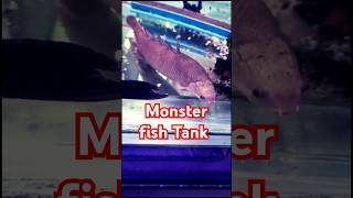 Monster fish Tank mates  Monster fish tank  Barred bichir Fish  fishtank discusfish aquarium [upl. by Riplex]