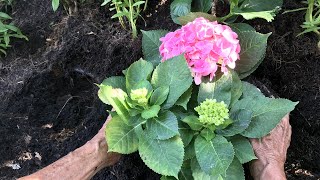 Plantar hortensias en el jardín  Jardinatis [upl. by Longfellow]