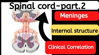 spinal cord anatomy part 2 [upl. by Dietrich596]