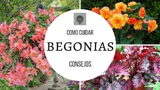 COMO CUIDAR BEGONIAS  TIPS DE UN CORRECTO CULTIVO [upl. by Elvina835]