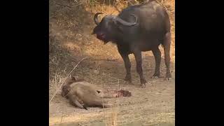 Epic LionBuffalo battle at Mwamba Bush Camp Photographic Hide [upl. by Asirram]