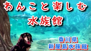 【香川県・新屋島水族館】わんこと楽しむ水族館 [upl. by Chung]