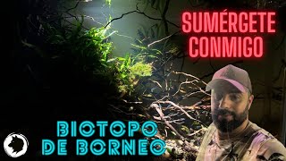 Evolución del biotopo de Borneo [upl. by Akiner]